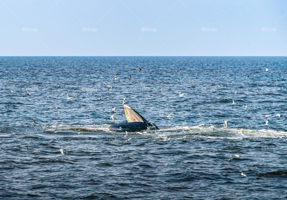 Hunter game of Bullda whales chase small fish in the sea in Thailand