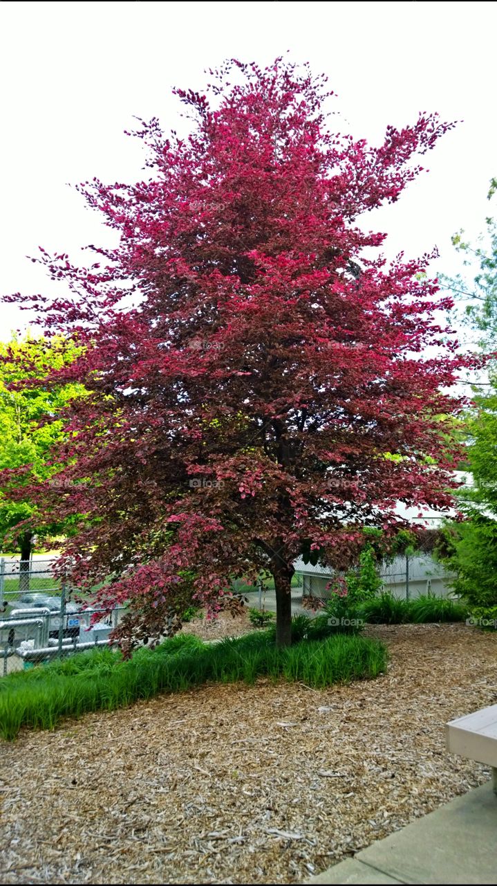 Red tree. a fine spring treat