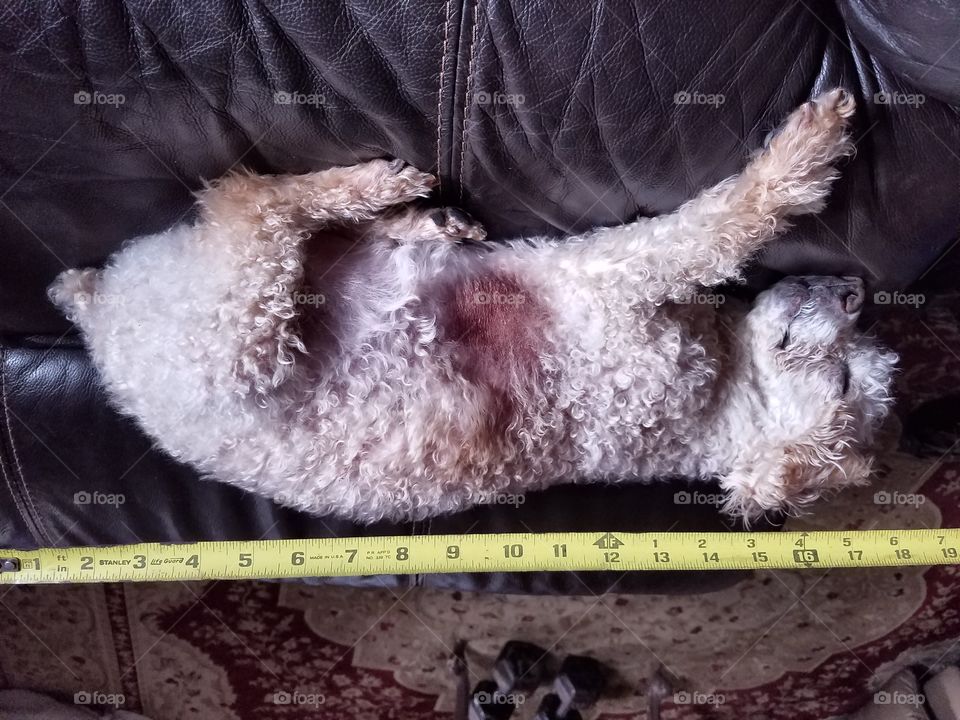 Measuring length of sleeping dog