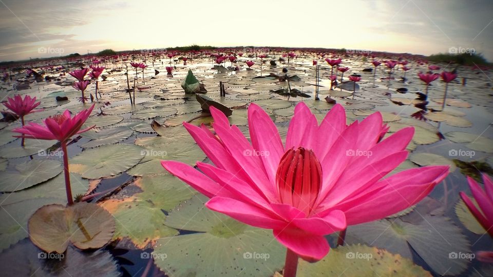 The Lake of Water Lily