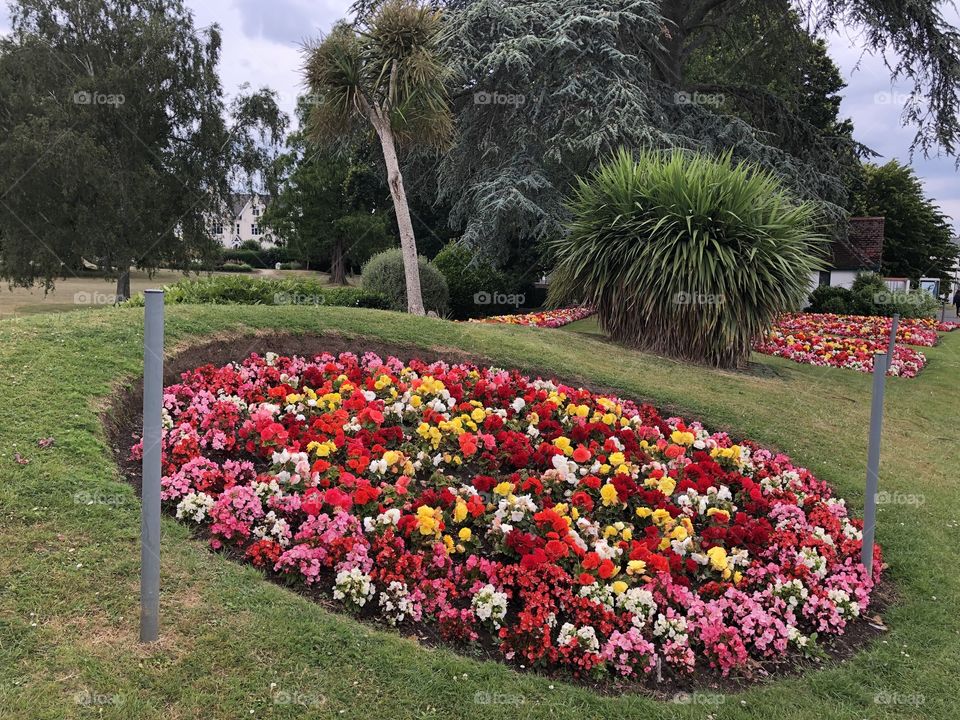 The council gardeners in Devon do a terrific job in Newton Abbot, the colors are so spell bounding.