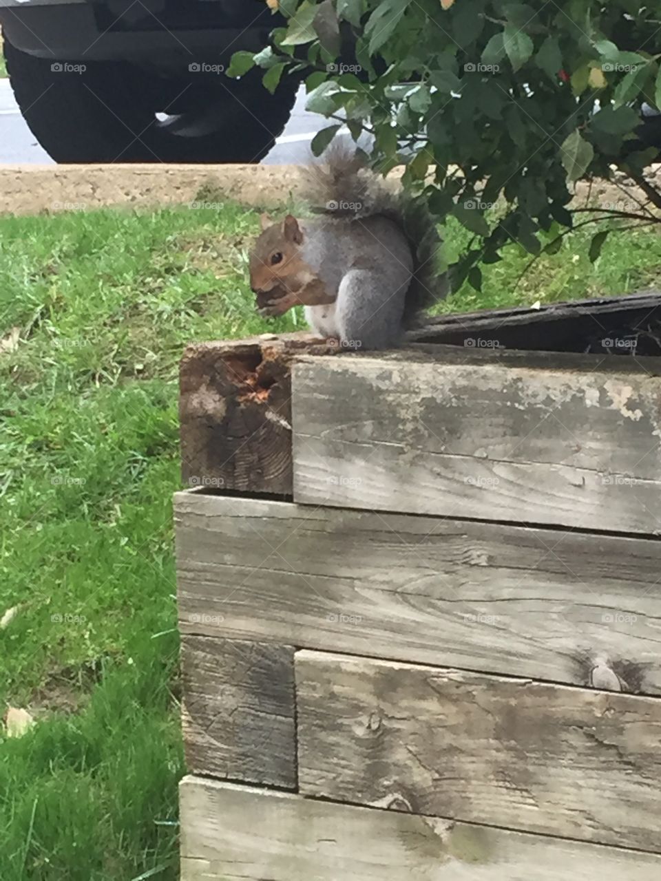 Just a squirrel looking for his nut