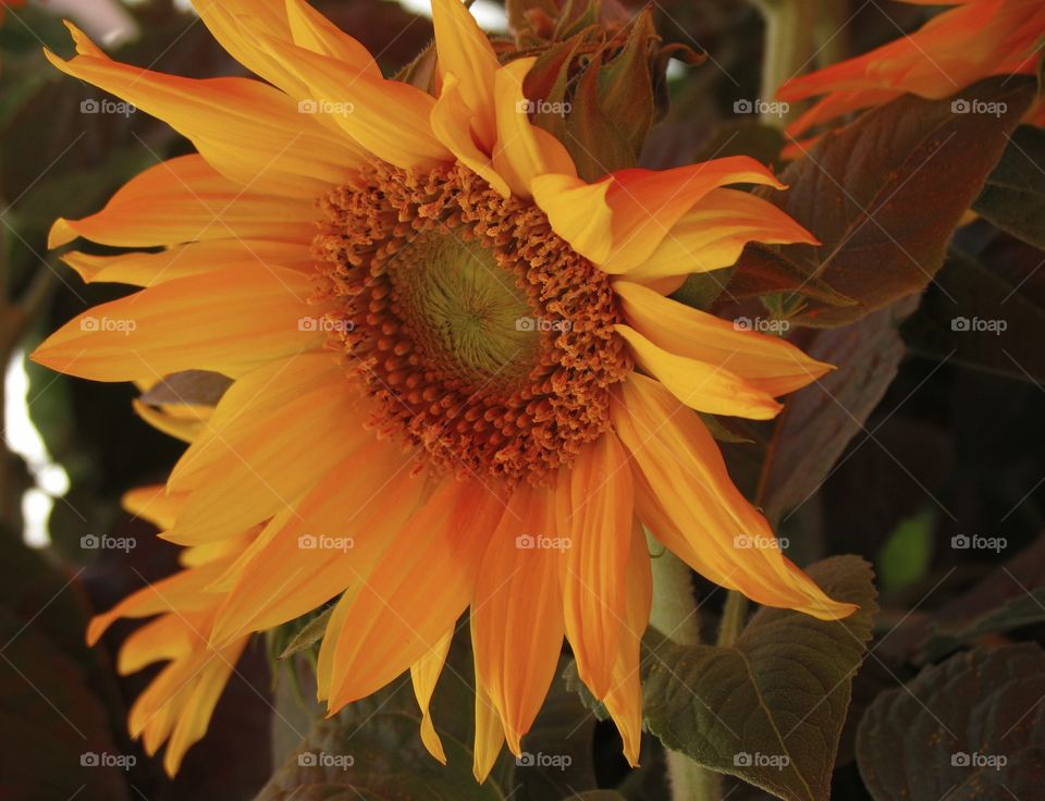 Lone Sunflower