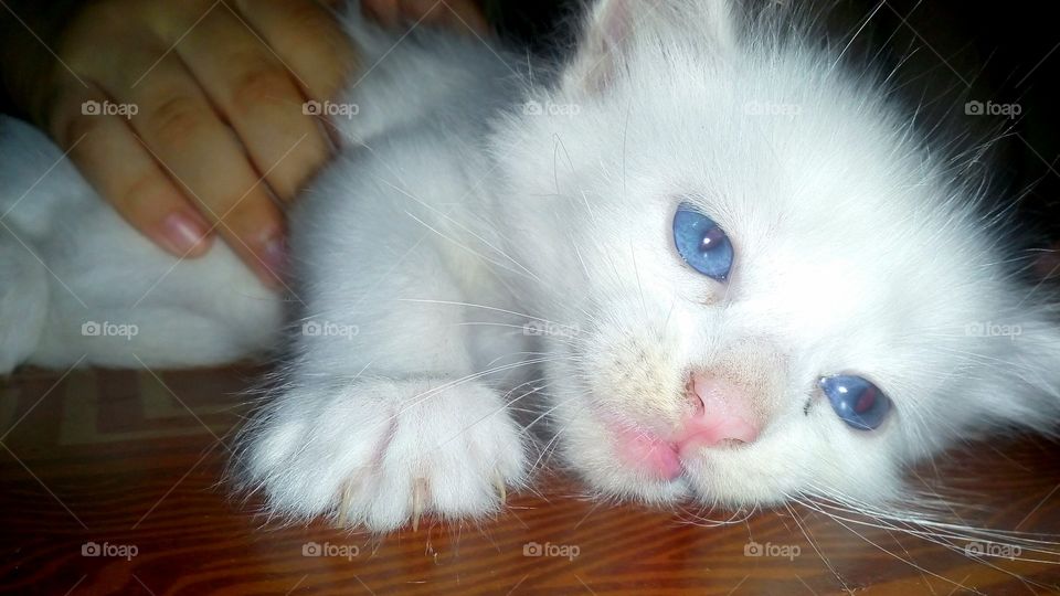 gato branco
