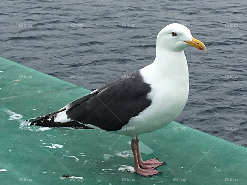 Seagull♪friendly♪