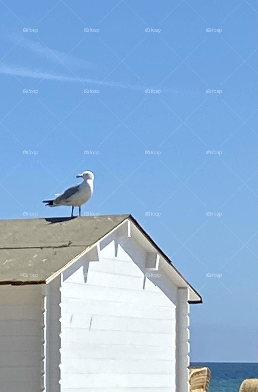 Möwe auf weißen Häuschen vor Sommerhimmel