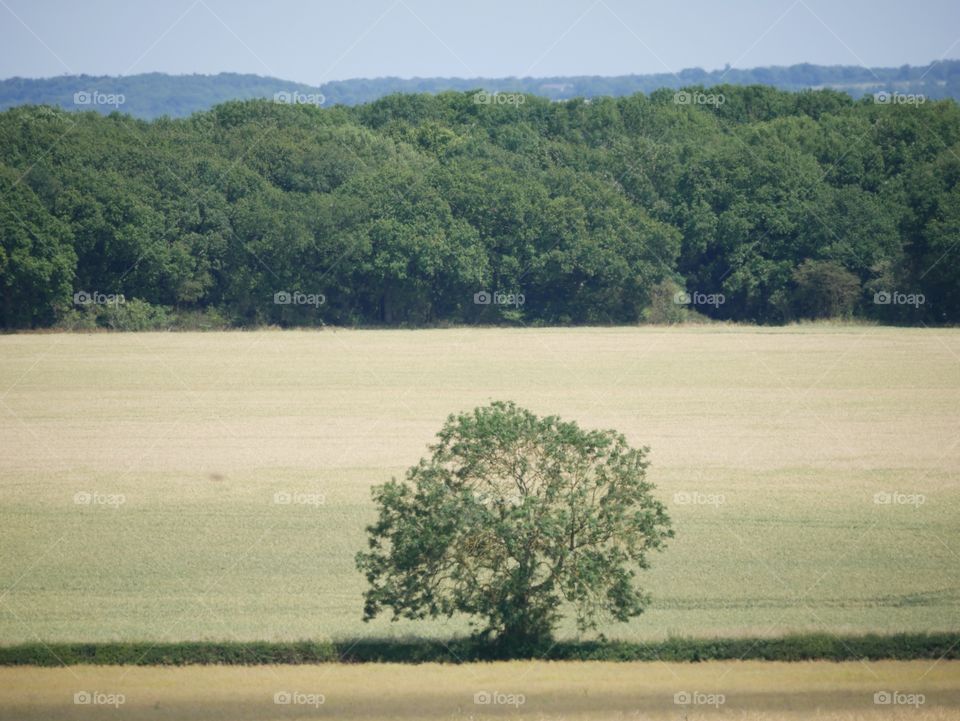 Crops. English farmland