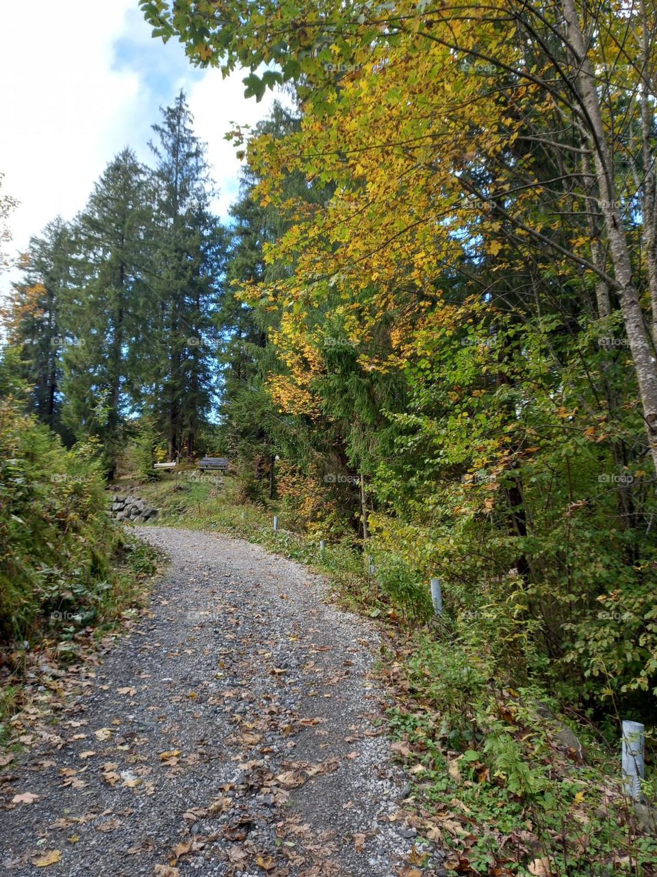 Trail in the Autumn Woods