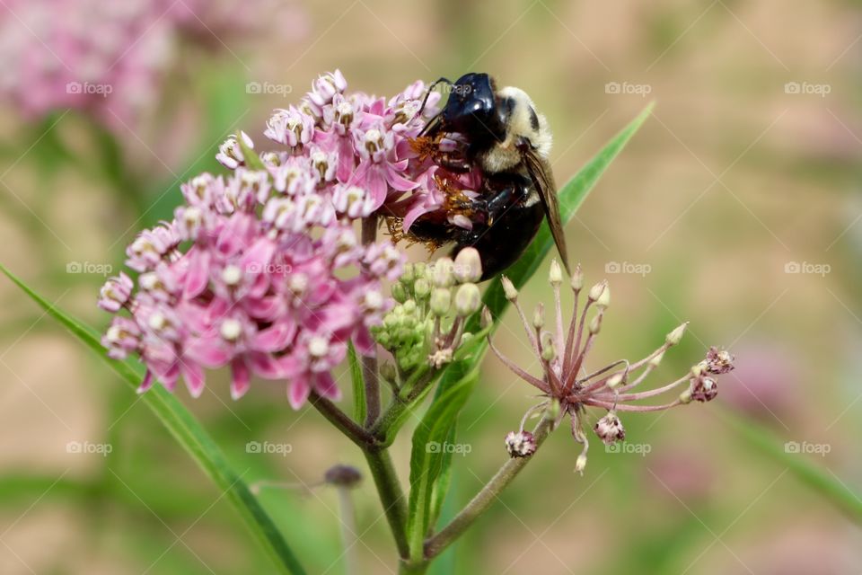 Bumble bee on milkweed 