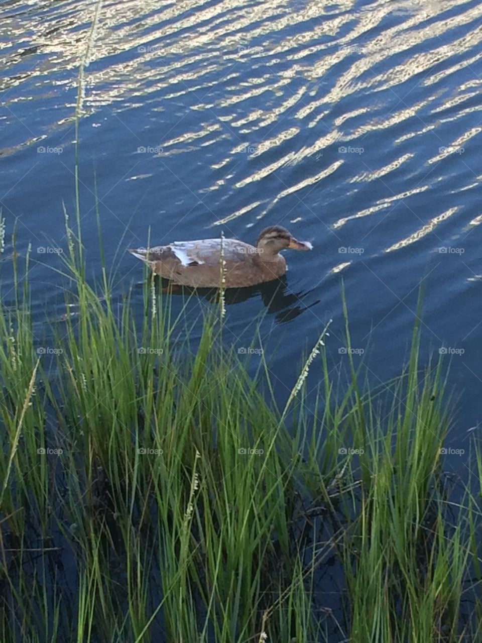 duckkk