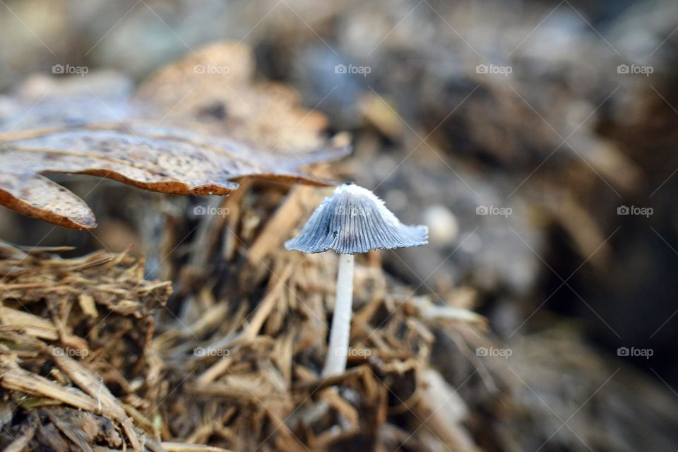 Mushroom