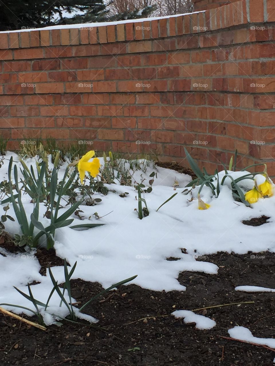 Yellow spring daffodils in snow