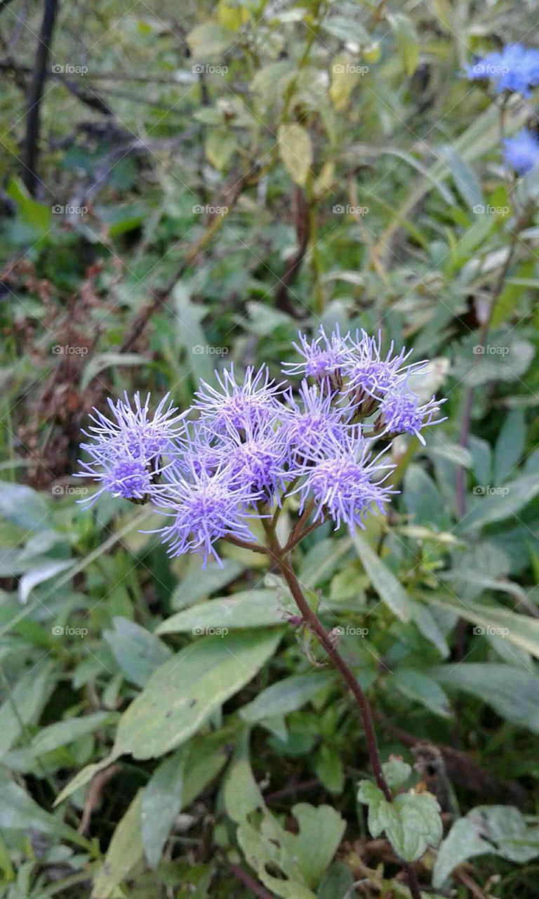 Wildflowers