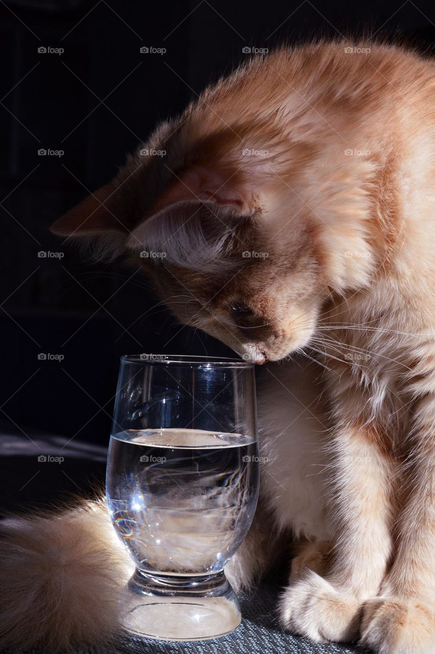 A glass of water