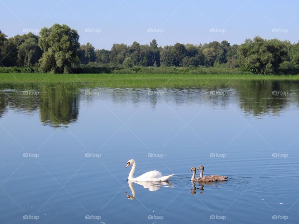 Swan family on the lake