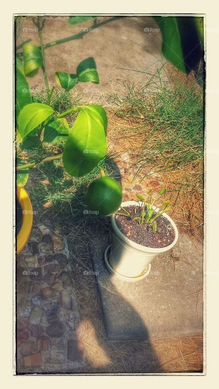 Lemon Tree and Venus Fly Trap. Our lemon tree and venus fly trap getting some sun.