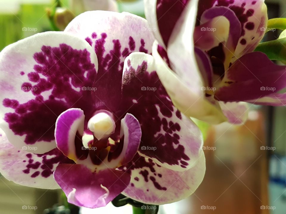 orchideenblüte