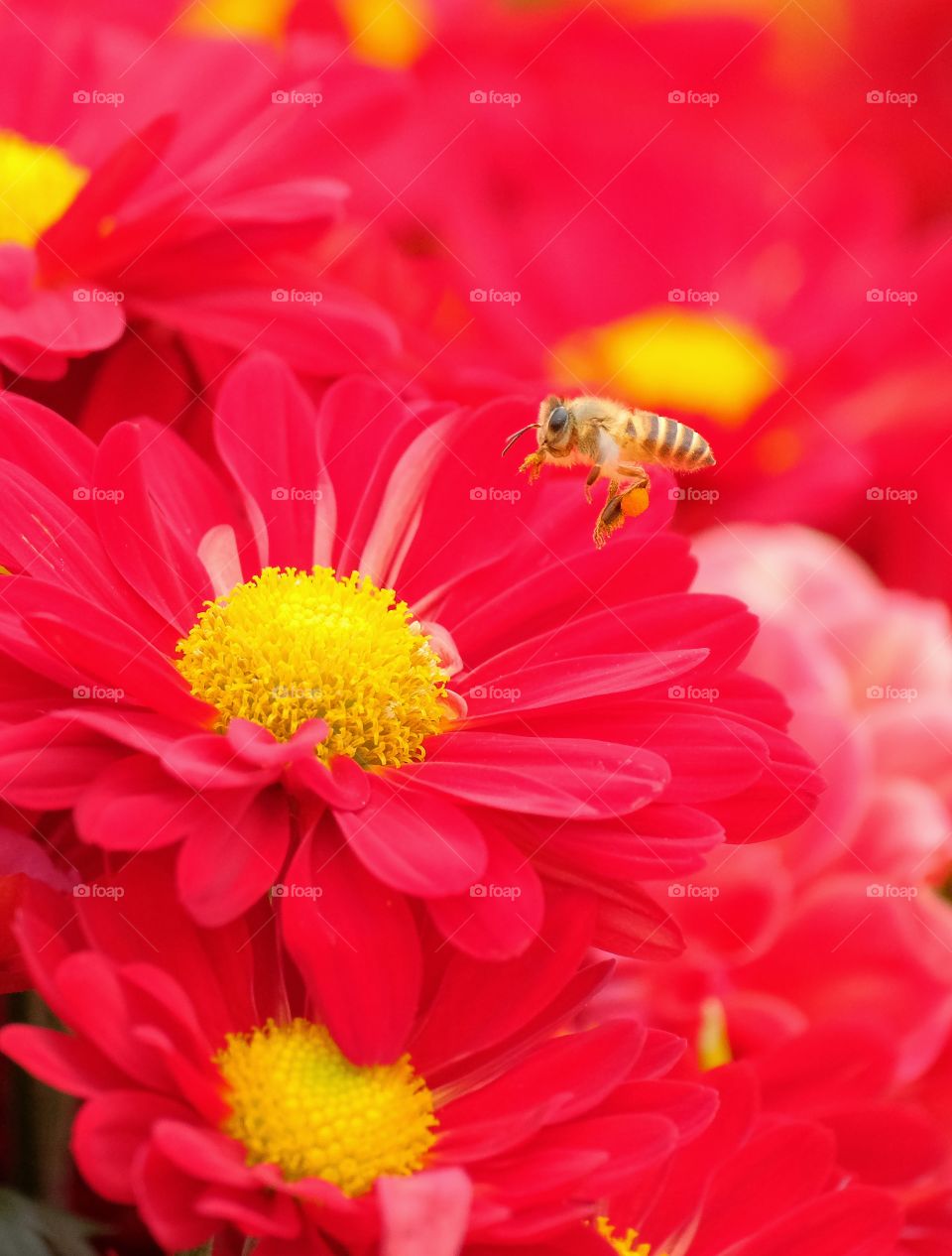 flying bee in the flowers