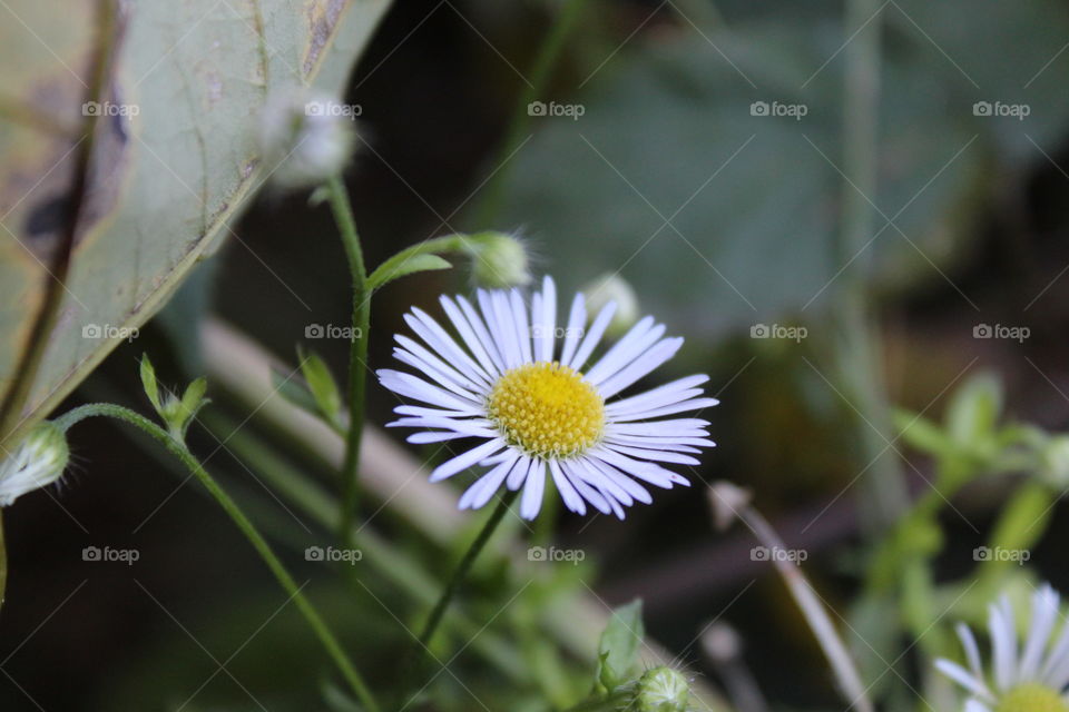 Detail of flower in nature