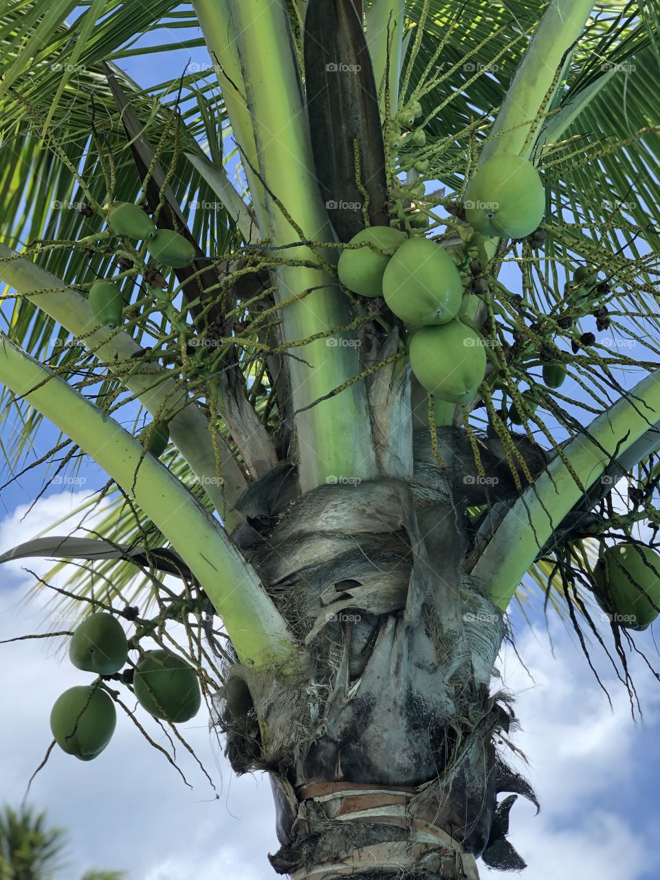 Coconut tree