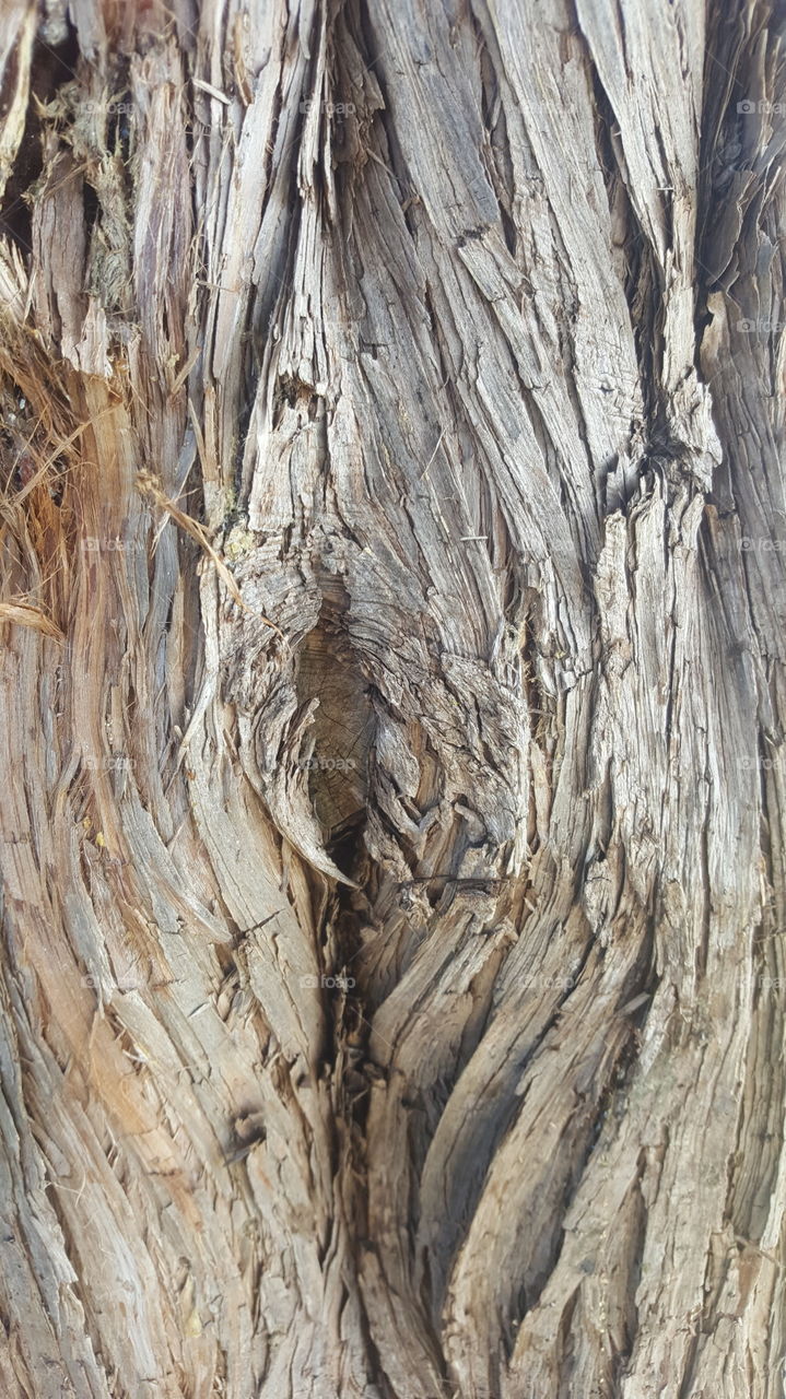 cedar bark
