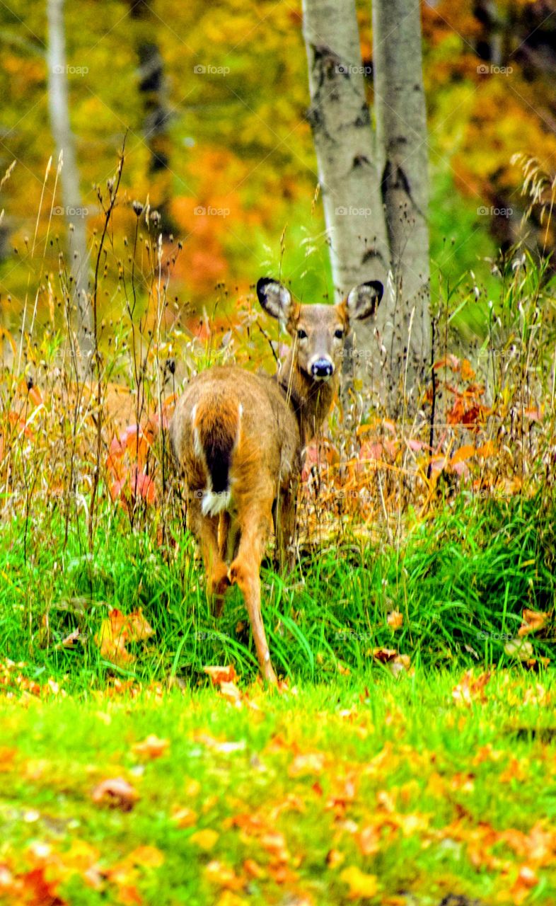 autumn white tail