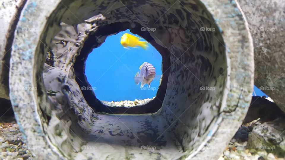 fish in tunnel