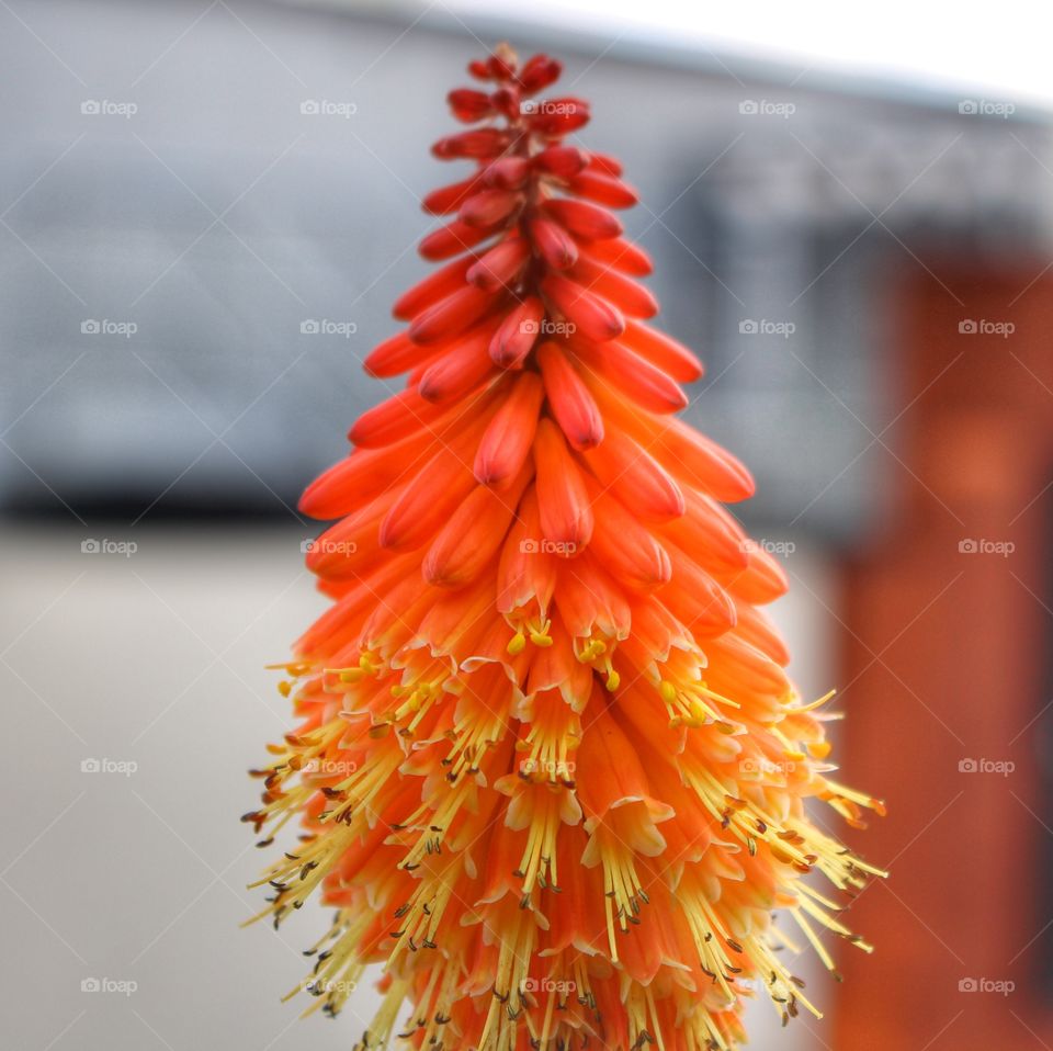 Orange Flowers