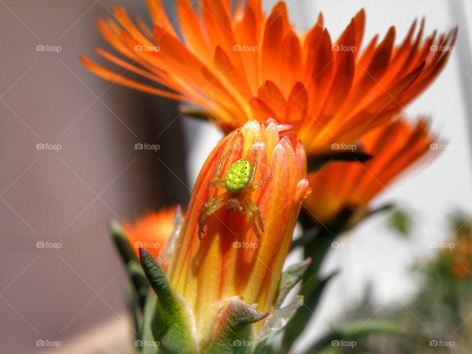 Insect on red flower