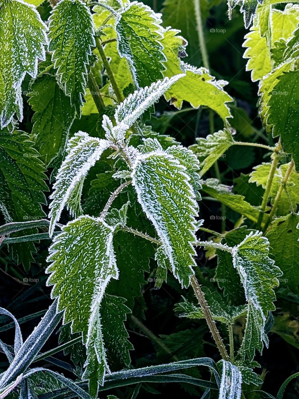 Frozen nettle