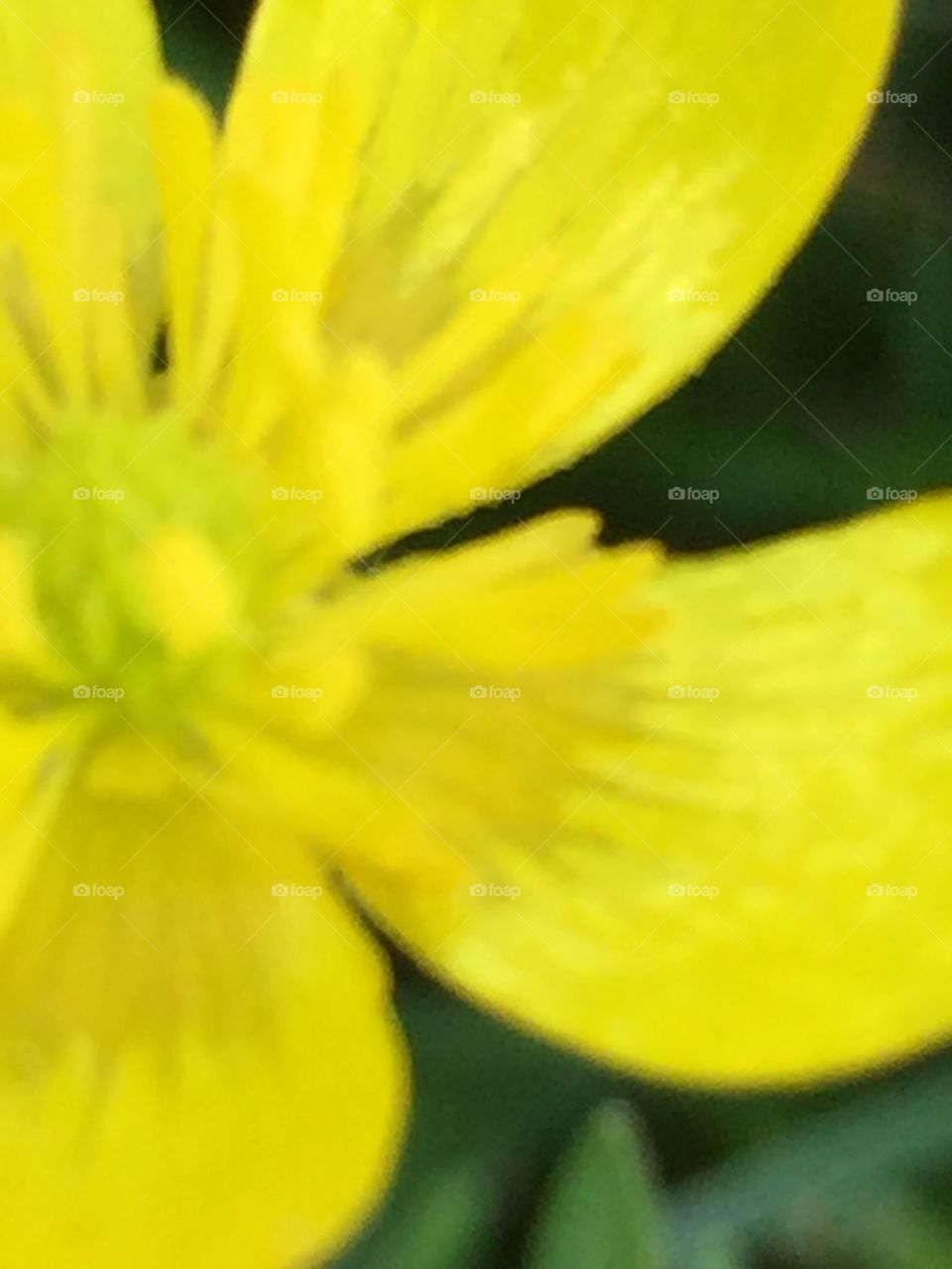 Blurry photo of a flower