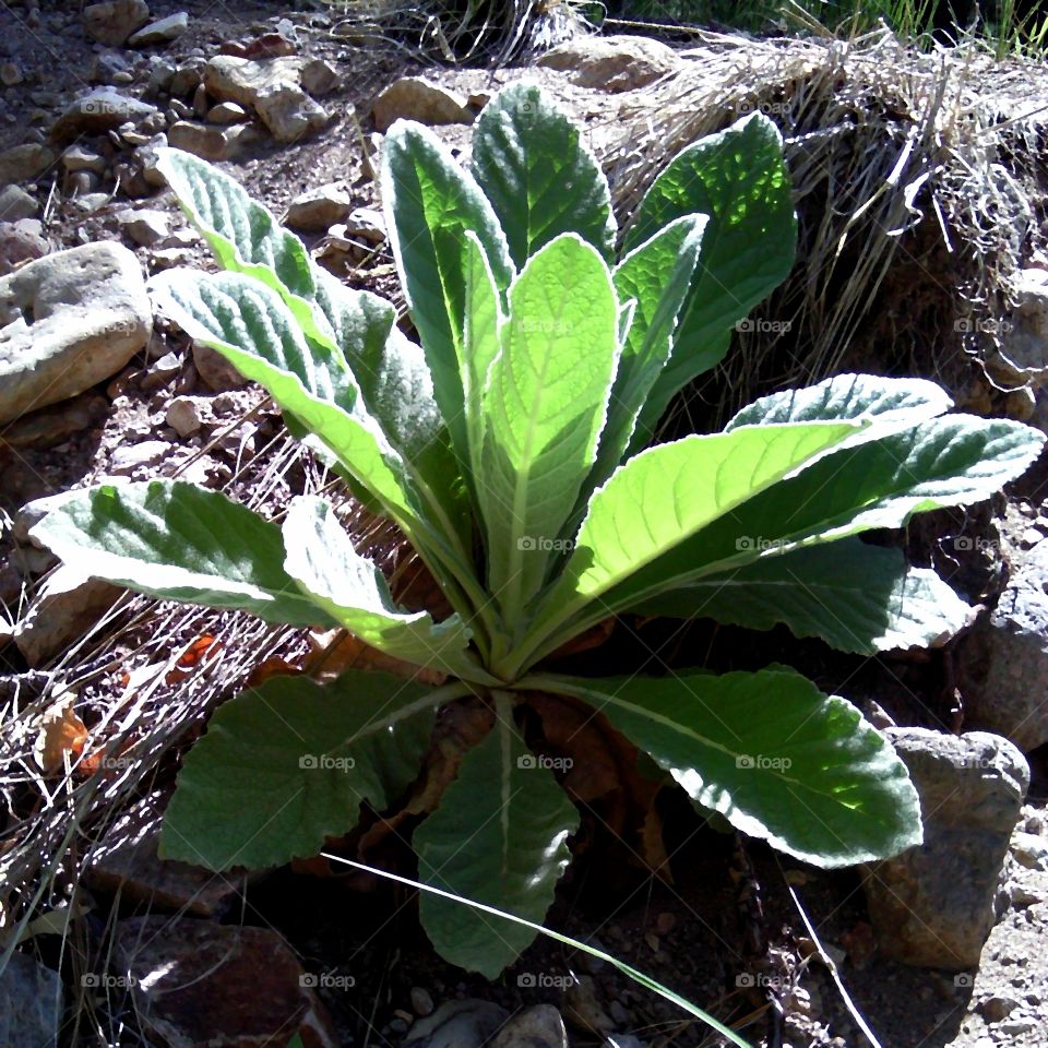 Mullein in New Mexico