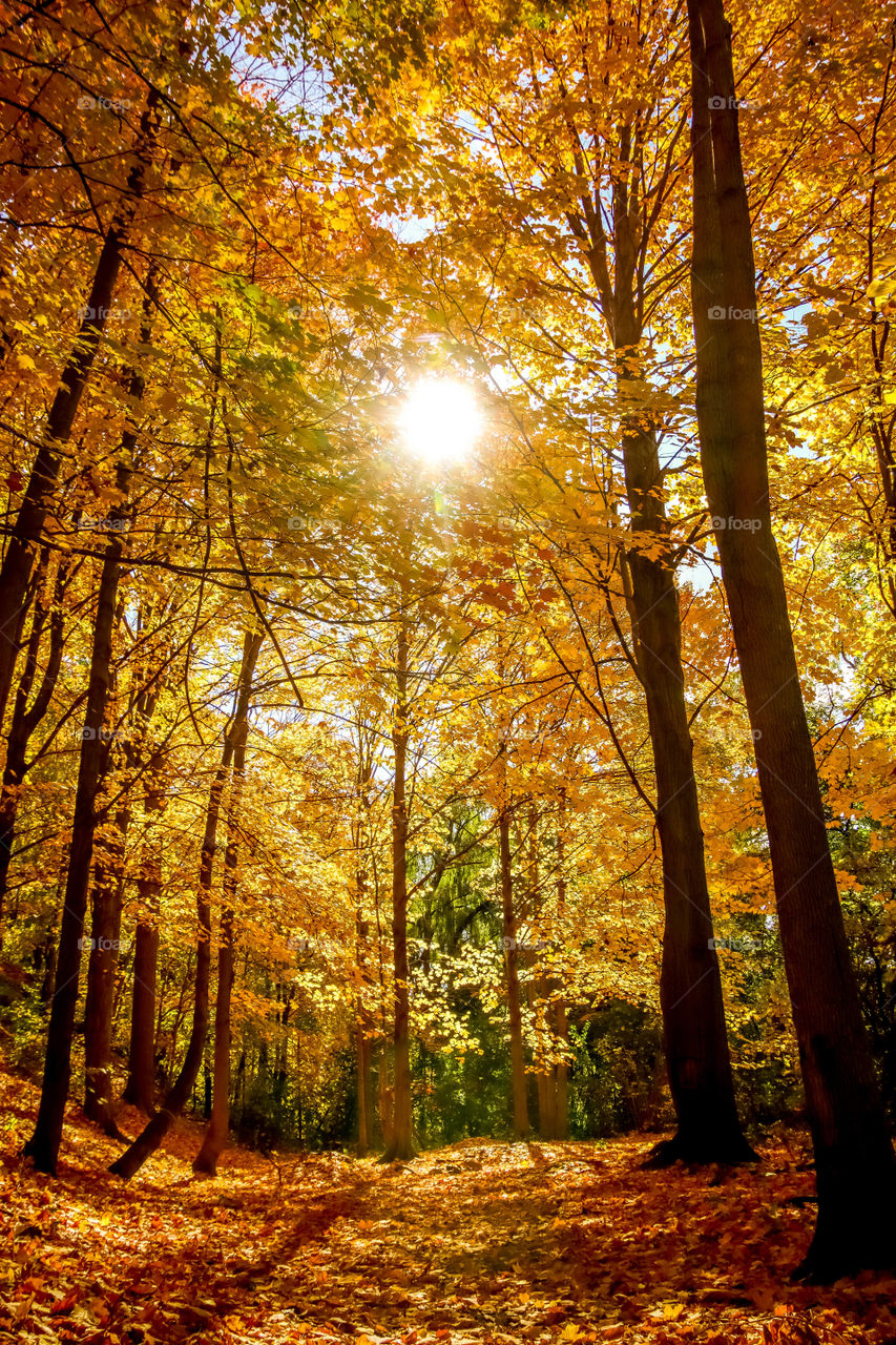 Golden autumn forest