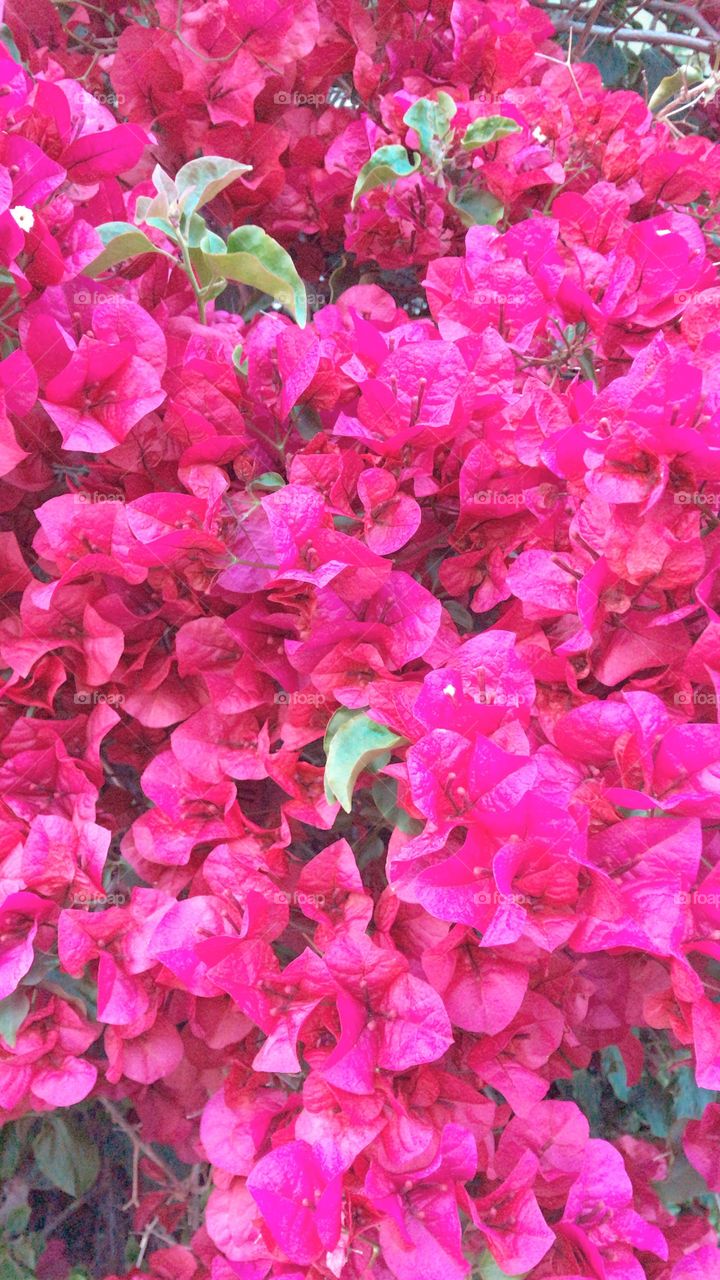 Hot pink flowers
