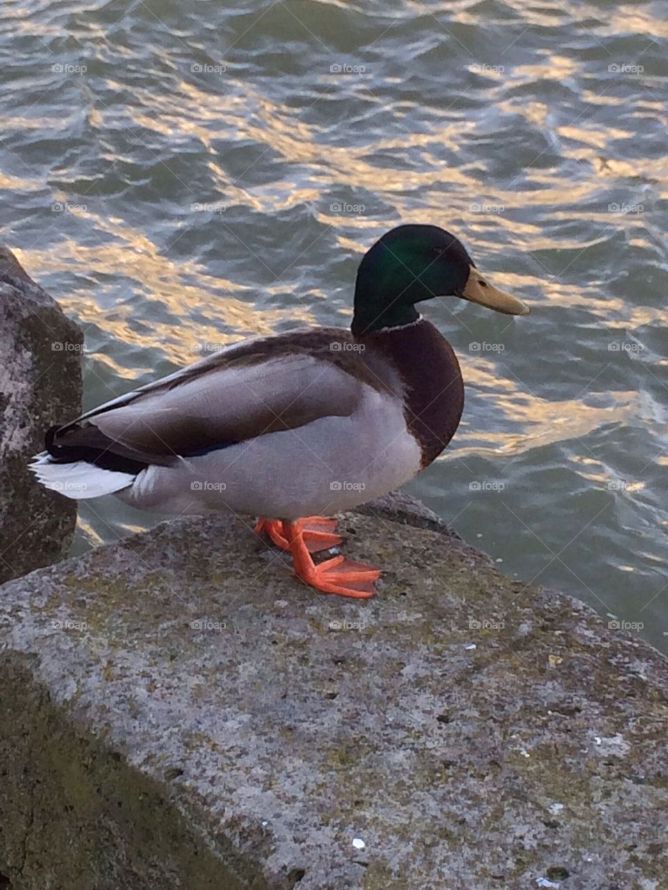 Duck watching the Seine river