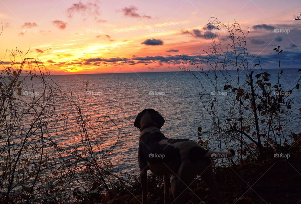 A Coonhound Sunrise...