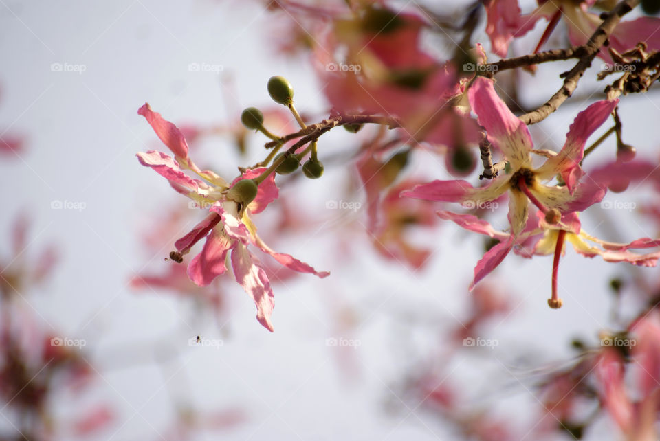 What would the world be without flowers? a safe organised routine lacking miracles.