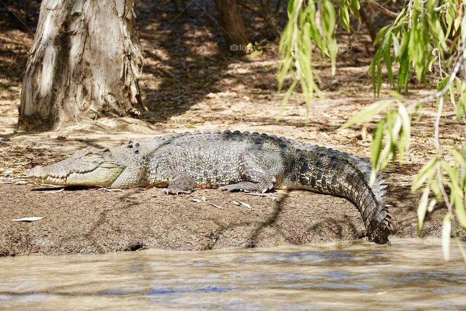 Salt water crocodile sunning itself on a bank