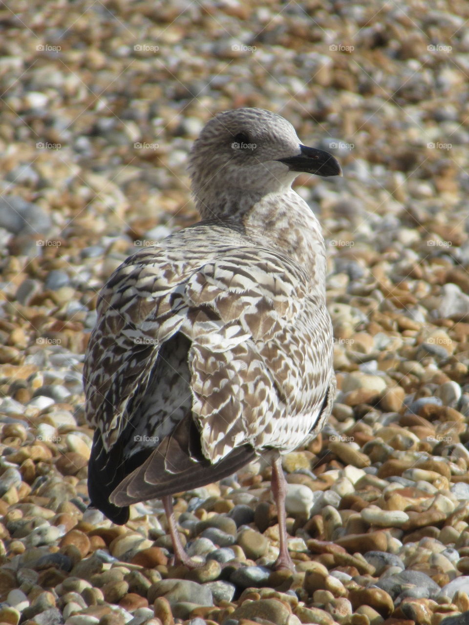 Seagull looking the same shade as the pebbles on the beach