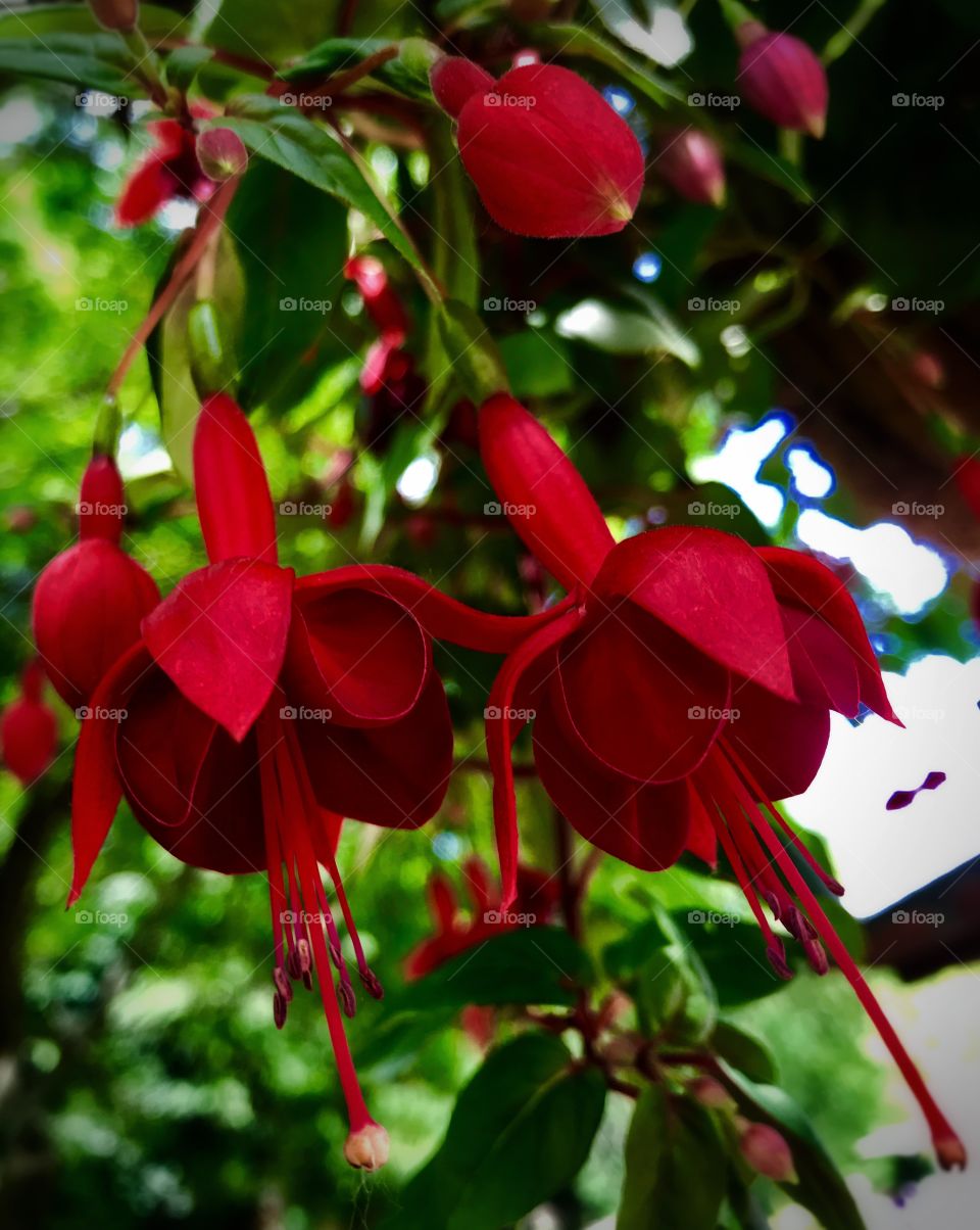 Two red flowers—taken in Grand Rapids, Michigan 