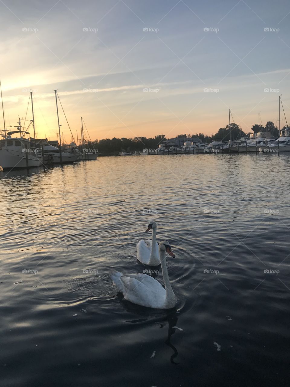 Bay. Sunset. Swans. Sky. Boats. 