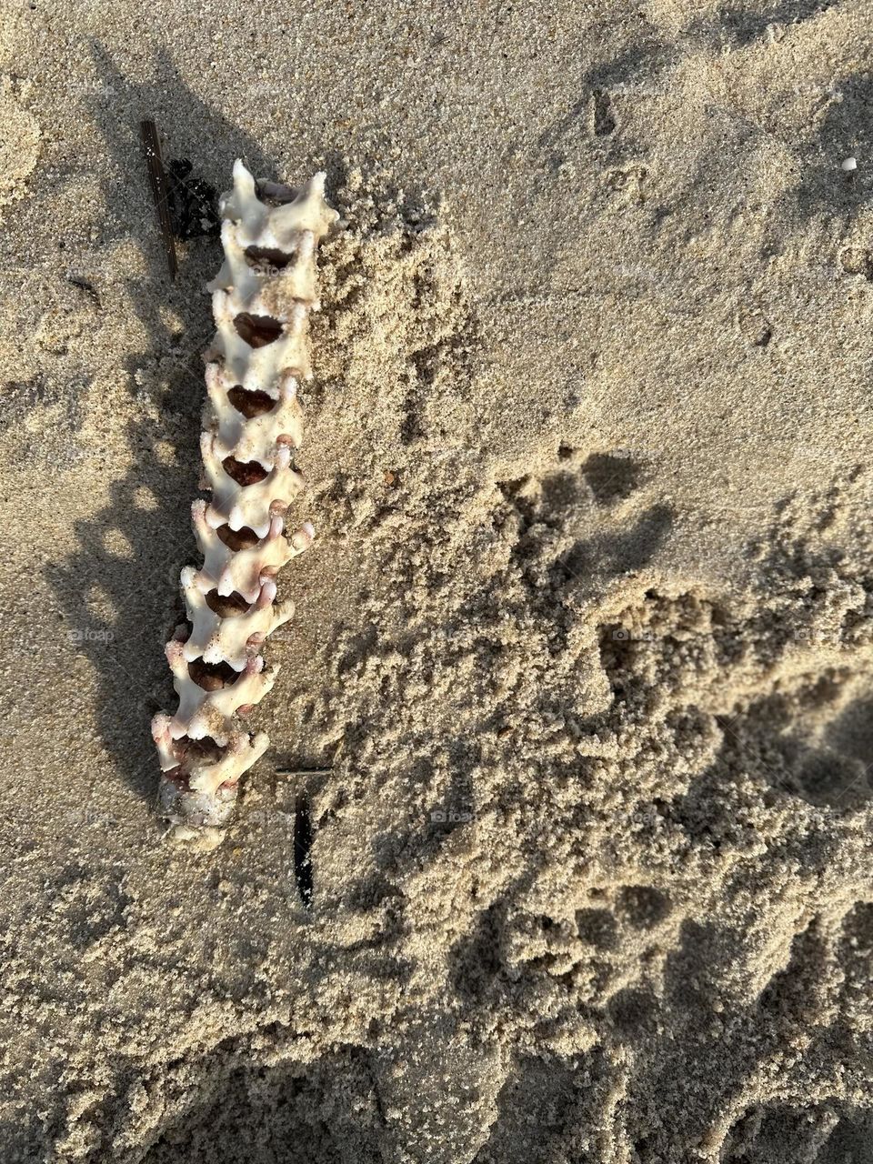 Beach Bones, bones on the beach, walking on the beach, things you find on the beach, beach combers, walking in the sand, beach walks in Long Island