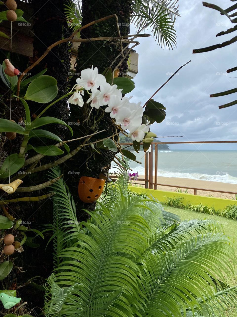 Orchid and beach
