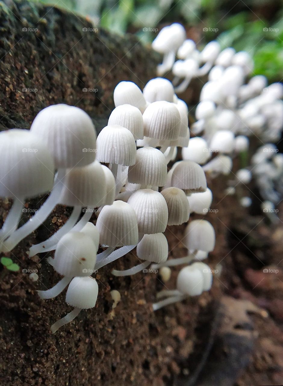 Mushroom with my redmi pro