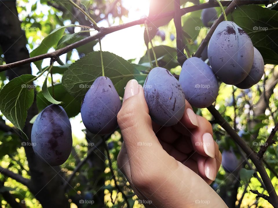 Picking up plums 