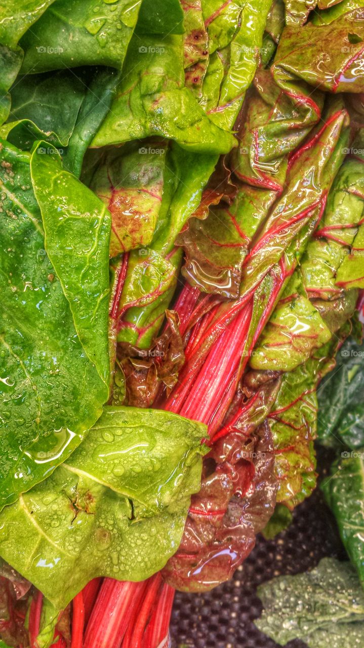 Fresh Rhubarb