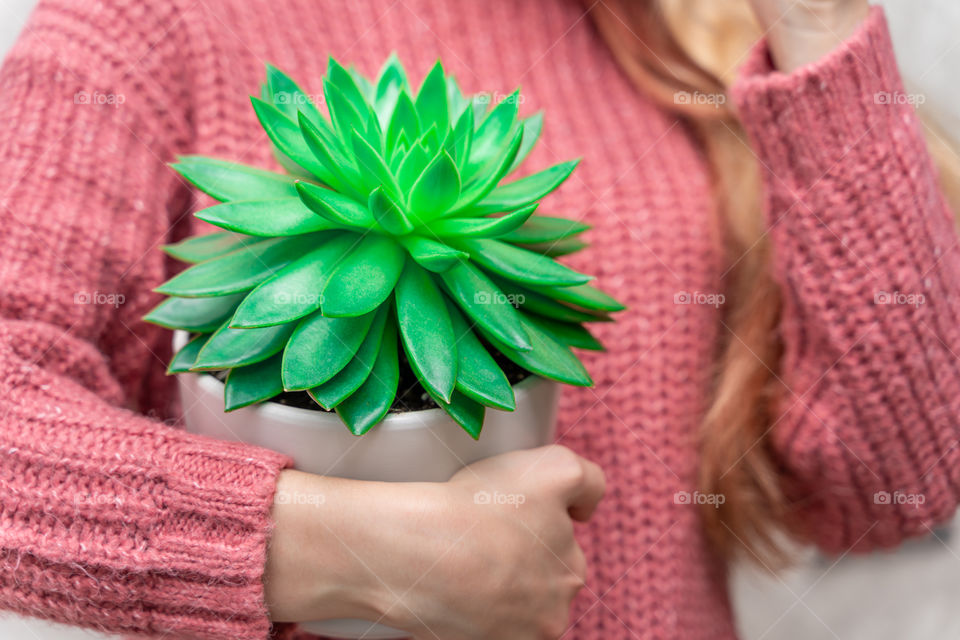a pot with a green plant of the succulent family in female hands