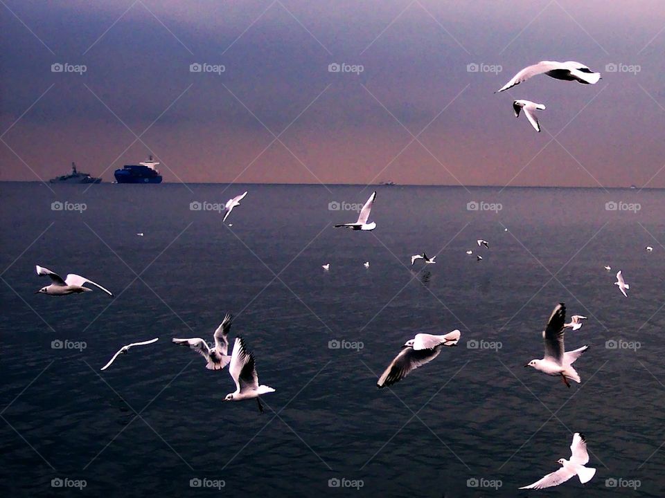 gulls of the gulf