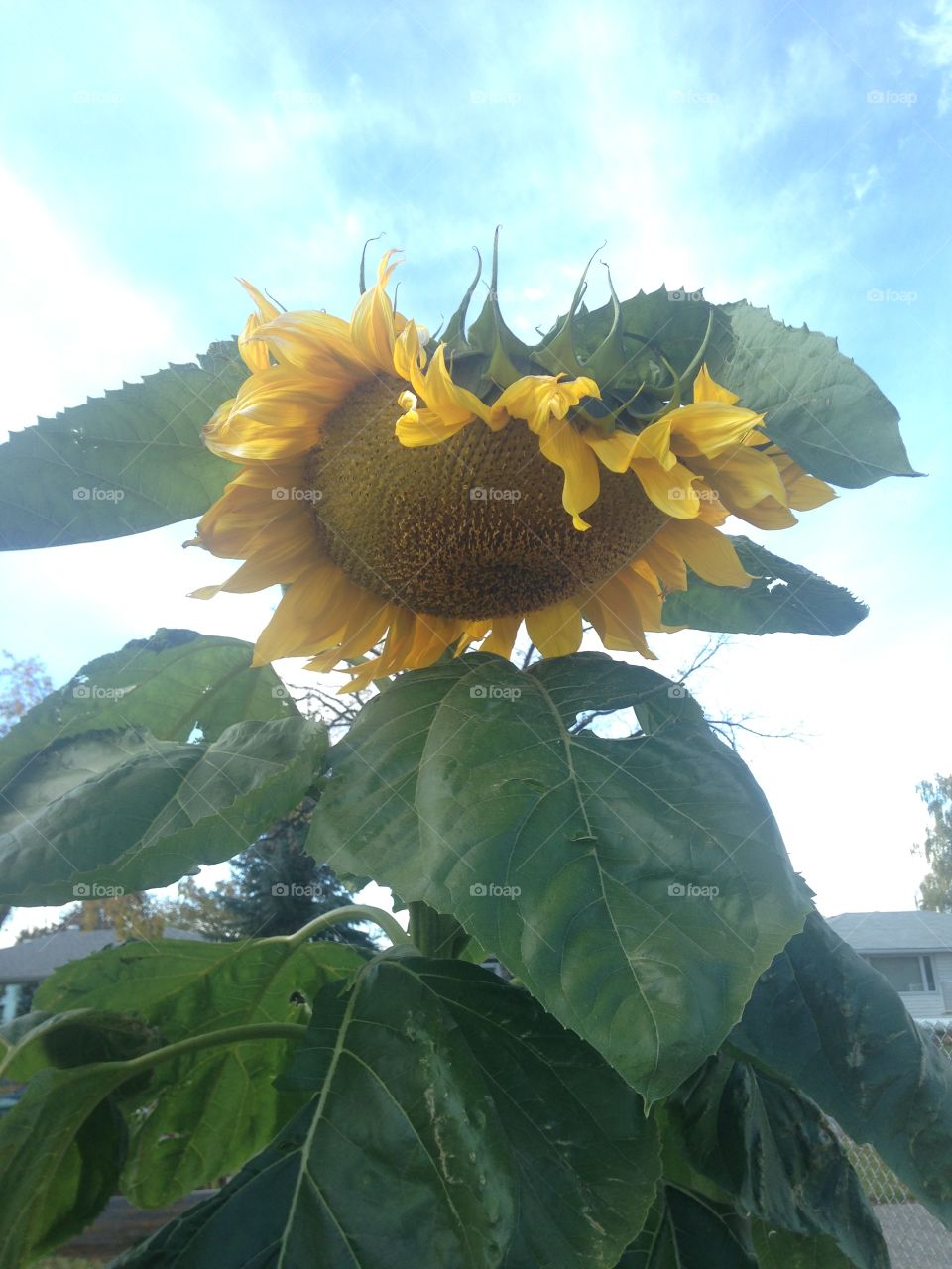 Beautiful sunflower 