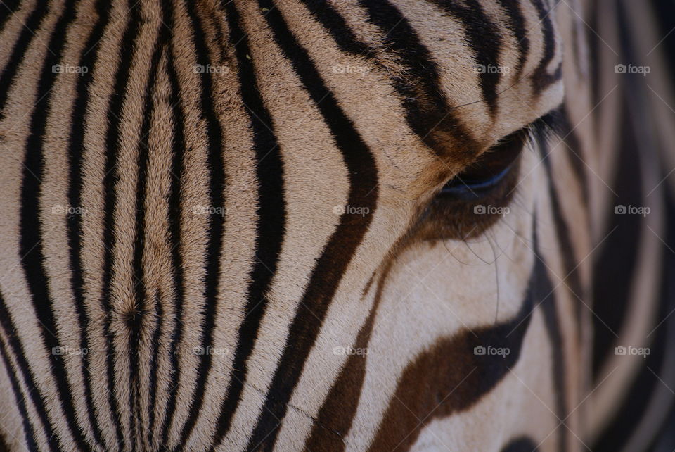 zebra close-up